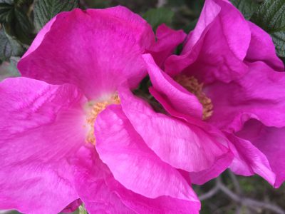 Heckenrose